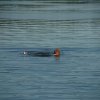 sejltur064_20160502_1696302102